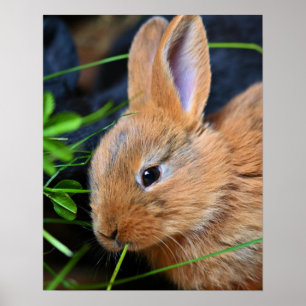 Cute Little Golden Bunny Poster