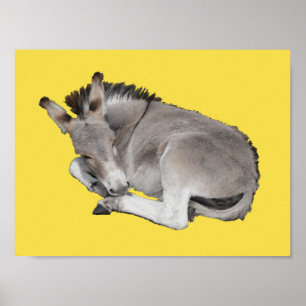 Cute Little Grey Donkey Baby Foal Laying Down Poster