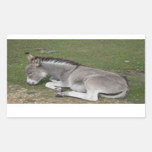 Cute Little Grey Donkey Baby Foal Sleeping Rectangular Sticker