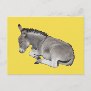 Cute Little Grey Donkey Foal Sleeping Postcard
