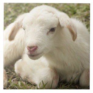 Cute little kid tile