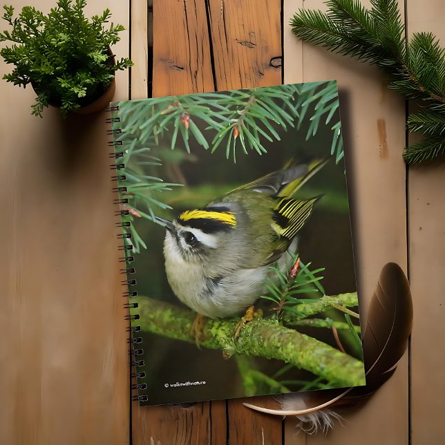 Cute Little Kinglet Causes a Stir in the Fir Spiral Notebook (Cute Golden-Crowned Kinglet Causes a Stir on the Fir Journal Cover Photo)