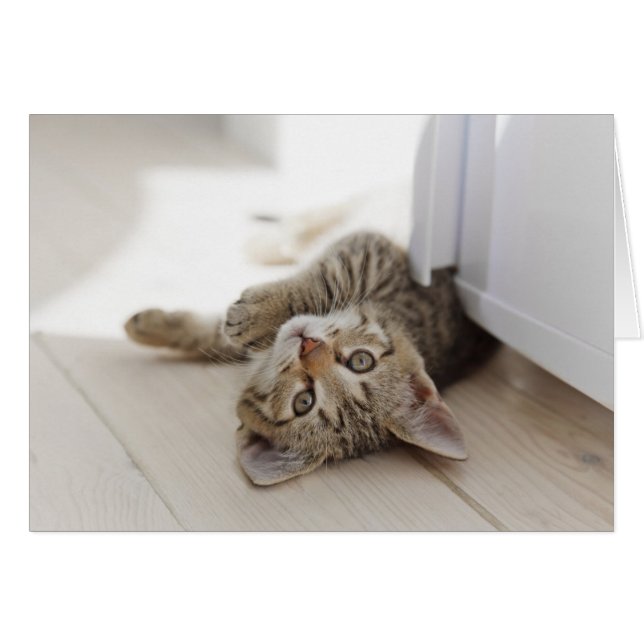 Cute Little Kitten (Front Horizontal)