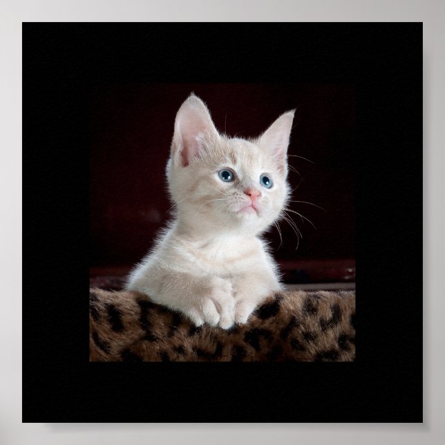 Cute little kitten looking up poster (Front)