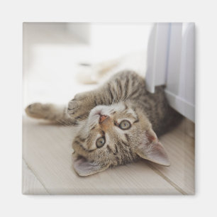 Cute Little Kitten Magnet