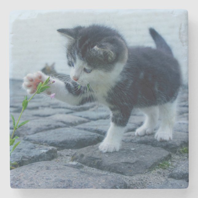 Cute Little Kitten Playing with a Flower Stone Coaster (Front)