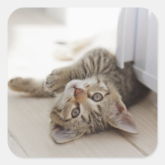 Cute Little Kitten Square Sticker (Front)