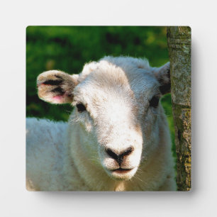 CUTE LITTLE LAMB PLAQUE