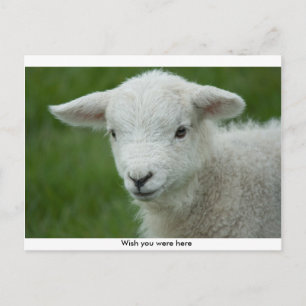 Cute Little Lamb postcard with message