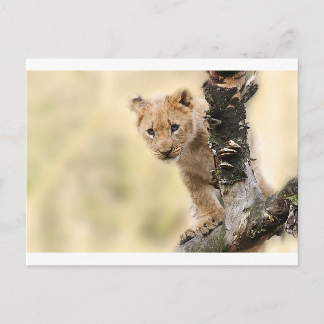 CUTE LITTLE LION CUB RANGE POSTCARD (Front)