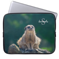Cute Little Meerkat