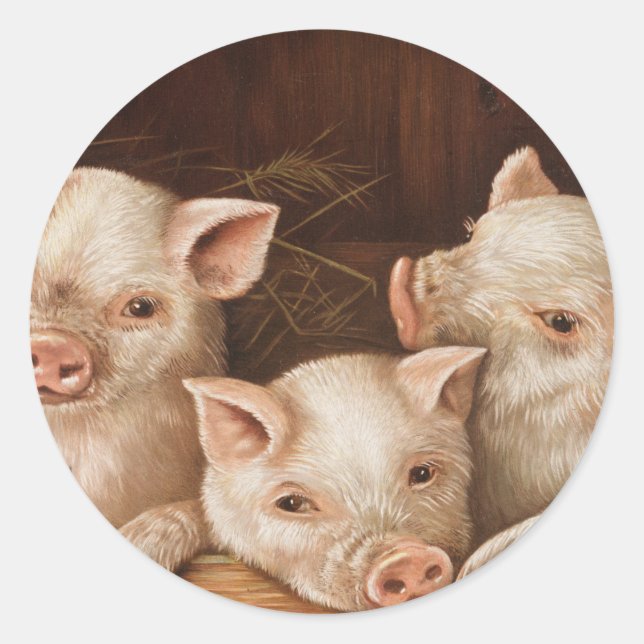 Cute little piglets in a barn at the farm classic round sticker (Front)
