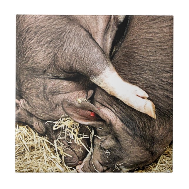 CUTE LITTLE PIGS TILE (Front)