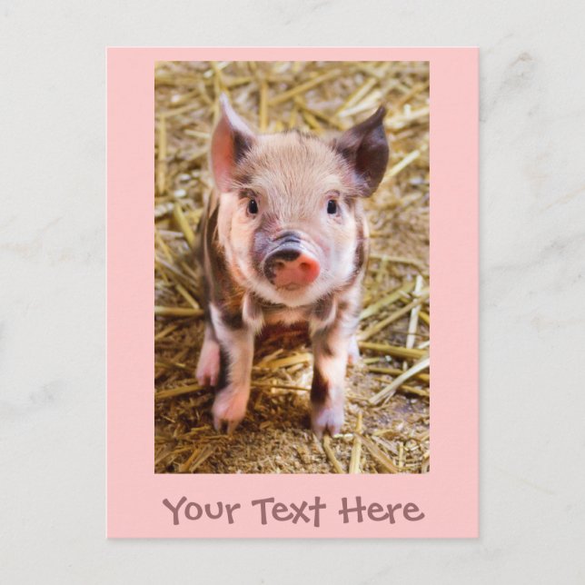 Cute Little Pink Piglet Postcard (Front)