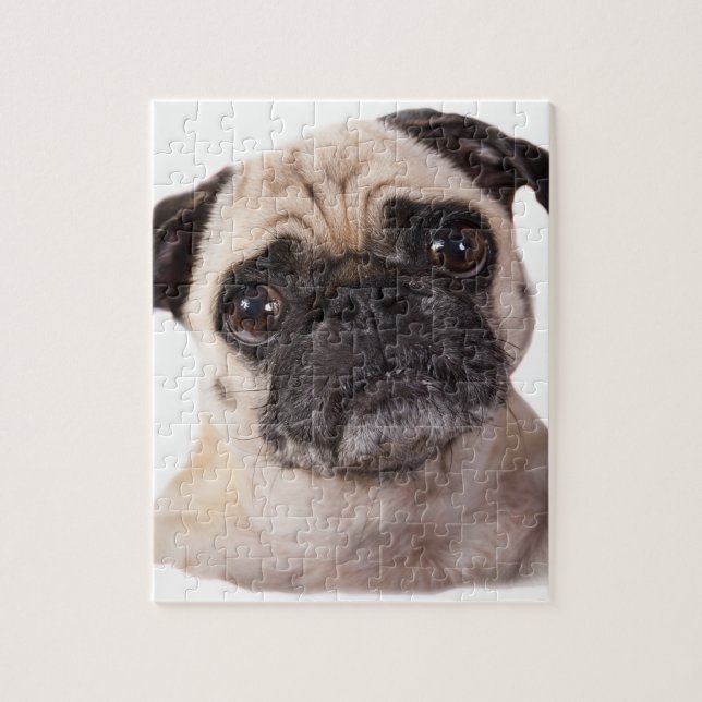 cute little pug dog jigsaw puzzle (Vertical)