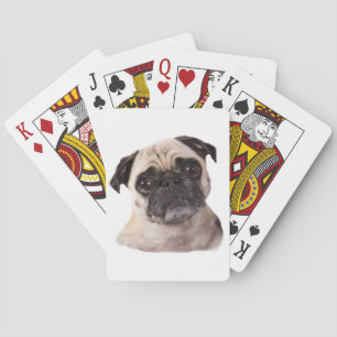 cute little pug dog playing cards