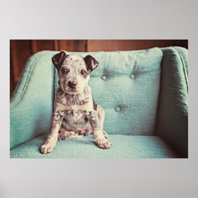Cute Little Puppy On Teal Chair Poster (Front)