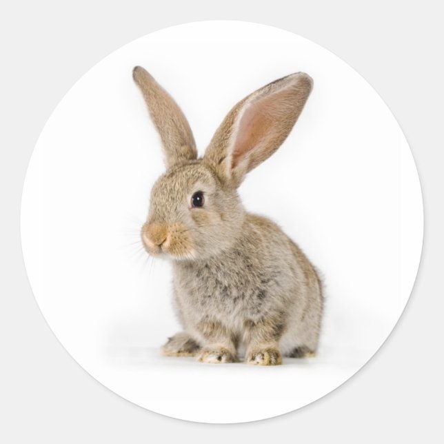 Cute little rabbit classic round sticker (Front)