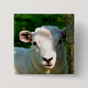 CUTE LITTLE SHEEP 15 CM SQUARE BADGE