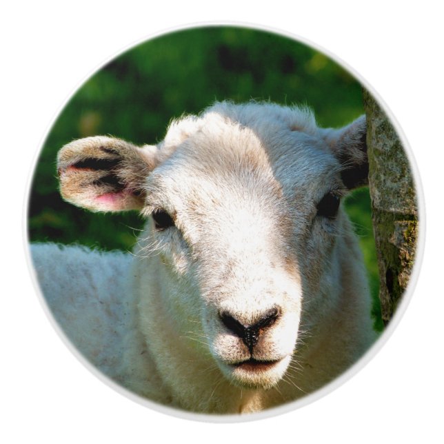 CUTE LITTLE SHEEP CERAMIC KNOB (Front)