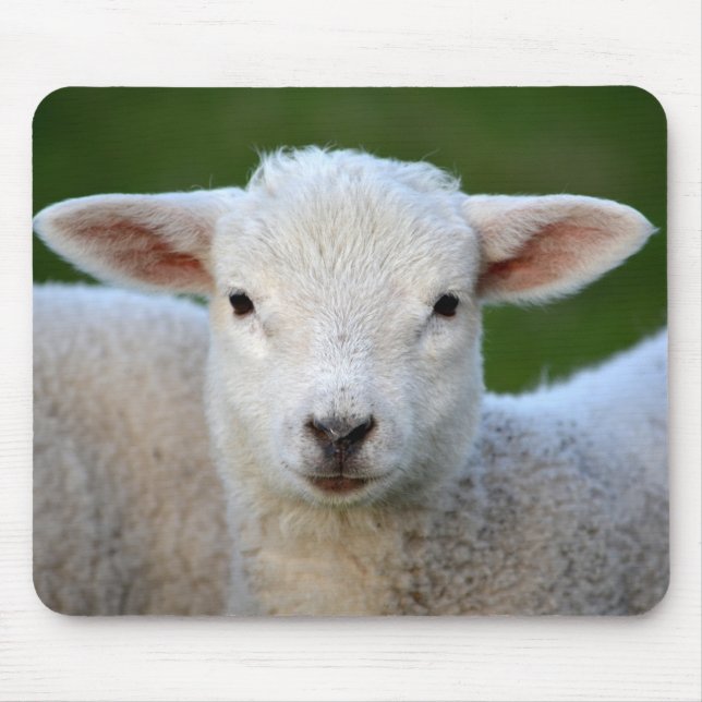 Cute little Sheep Mouse Pad (Front)