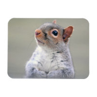 Cute Little Soft and Fluffy Gray Squirrel