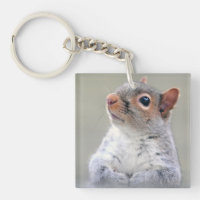 Cute Little Soft and Fluffy Grey Squirrel