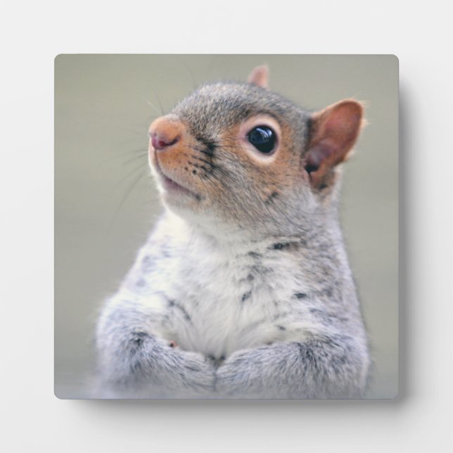 Cute Little Soft and Fluffy Grey Squirrel Plaque (Front)