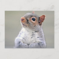 Cute Little Soft and Fluffy Grey Squirrel