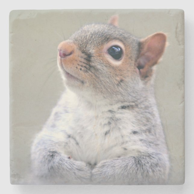 Cute Little Soft and Fluffy Grey Squirrel Stone Coaster (Front)