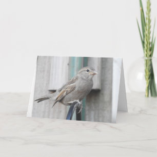 Cute little Sparrow Perched on a Bird Feeder Card