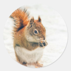 Cute Little Squirrel Eating Nuts Classic Round Sticker