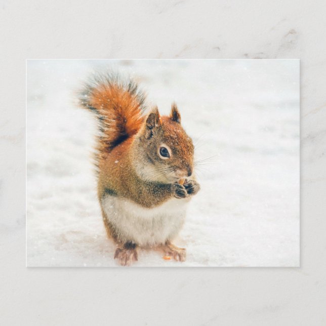Cute Little Squirrel Eating Nuts Postcard (Front)