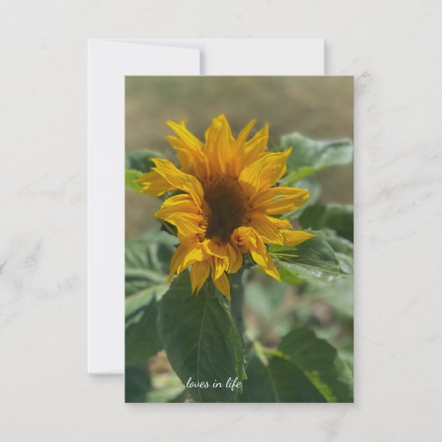 Cute Little Sunflower Card (Front)