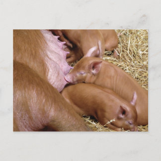 Cute Little Tamworth Piglet - Pig Photography Postcard