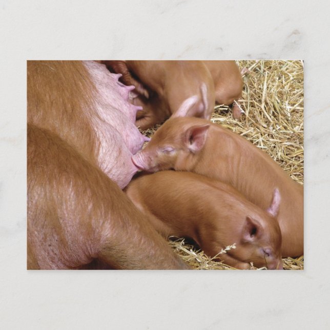 Cute Little Tamworth Piglet - Pig Photography Postcard (Front)
