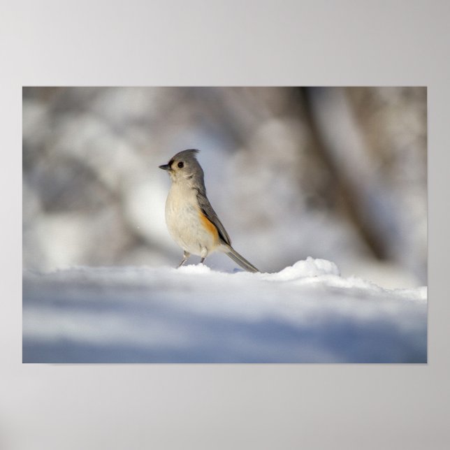 Cute Little Tufted Titmouse Bird in the Snow Poster (Front)