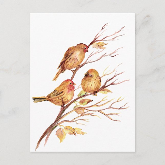 Cute Little Watercolor Sparrow Garden Birds Postcard (Front)