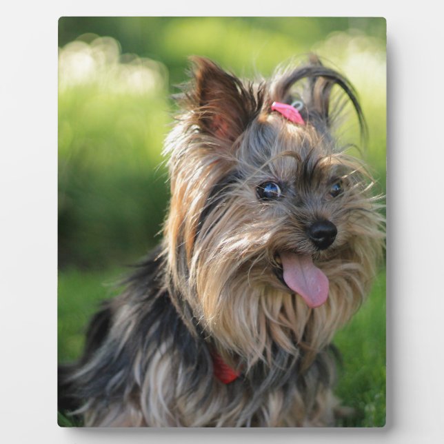 Cute Little Yorkshire Terrier Dog Plaque (Front)