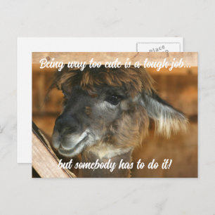 Cute Llama Farm Animal Humorous Postcard