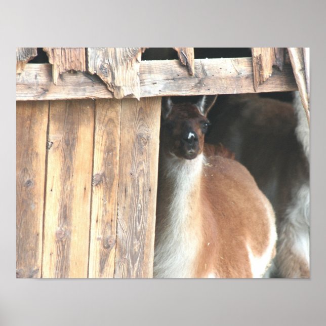 Cute Llama In Barn Farm Animal Poster (Front)