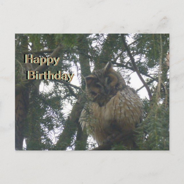 Cute Long-eared Owl Happy Birthday Postcard (Front)
