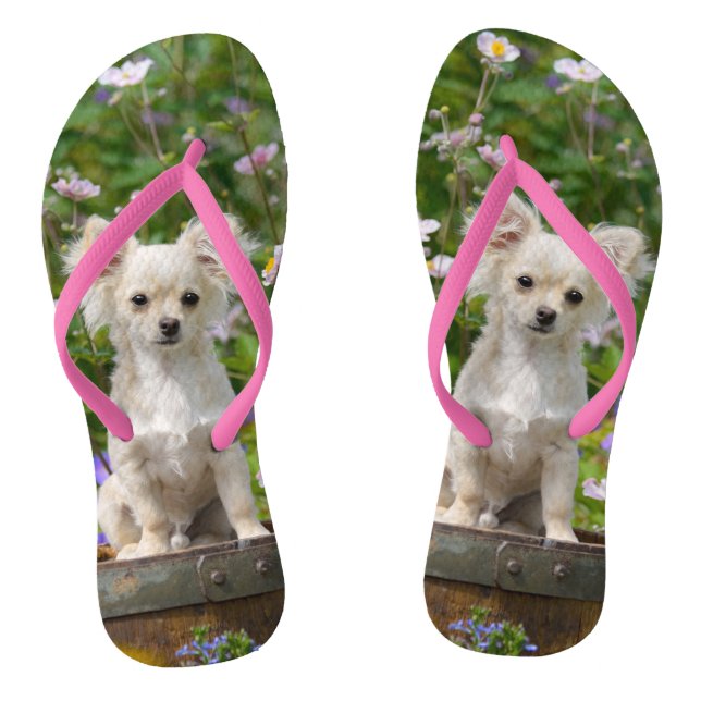 Cute long-haired cream Chihuahua Dog Puppy Photo - Jandals (Footbed)