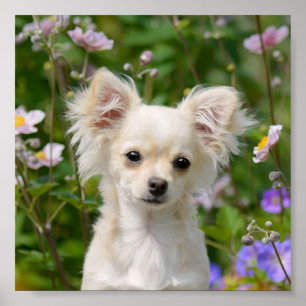 Cute long-haired cream Chihuahua Dog Puppy Photo - Poster