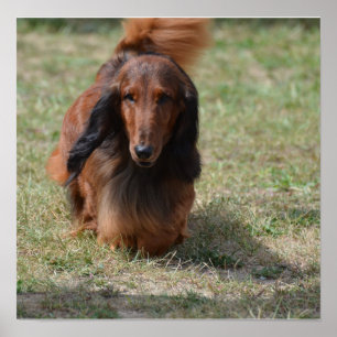 Cute Long Haired Daschund Poster