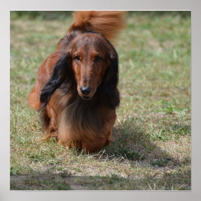 Cute Long Haired Daschund Poster (Front)