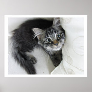 Cute Long-Haired Tabby Kitten, Big Eyes Poster