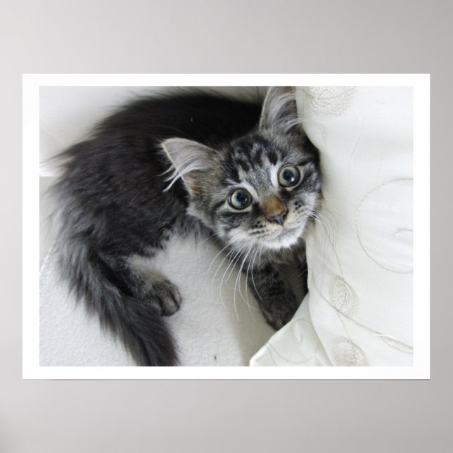 Cute Long-Haired Tabby Kitten, Big Eyes Poster (Front)