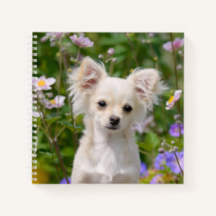Cute longhair cream Chihuahua Dog Puppy Pet Photo Notebook