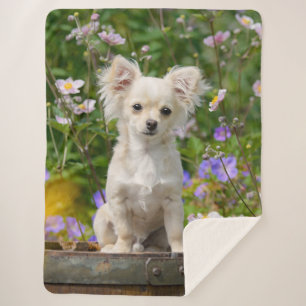 Cute longhair cream Chihuahua Dog Puppy Pet Photo Sherpa Blanket